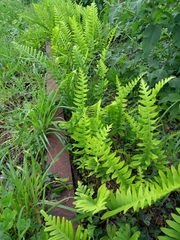 Polypodium