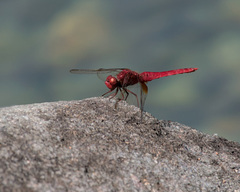Crocothemis servilia mariannae