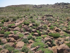 Pelargonium hypoleucum