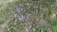 Orychophragmus violaceus