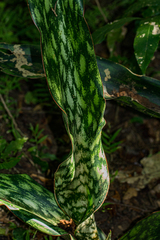 Sansevieria