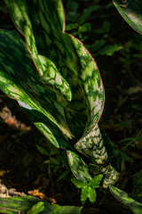 Sansevieria