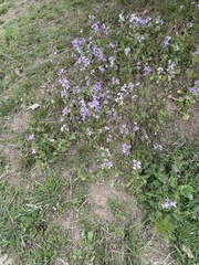 Orychophragmus violaceus