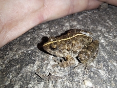 Phrynobatrachus natalensis