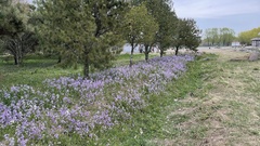 Orychophragmus violaceus