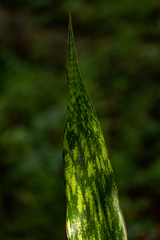 Sansevieria