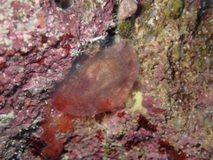 Ascidia mentula