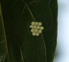 Ailanthus