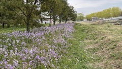 Orychophragmus violaceus