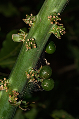 Sansevieria