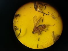 Norellisoma spinimanum