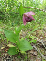 Cypripedium macranthos