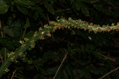 Sansevieria