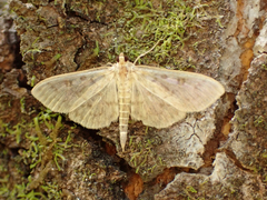 Herpetogramma aquilonalis