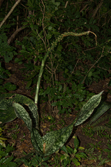 Sansevieria