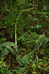 Sansevieria