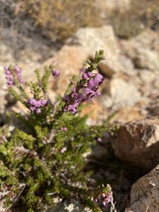 Erica manipuliflora