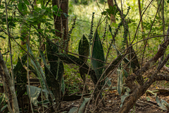 Sansevieria