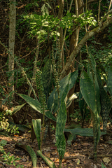 Sansevieria