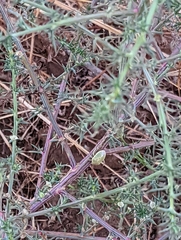 Salsola australis