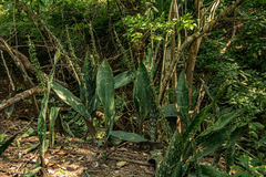 Sansevieria