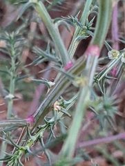 Salsola australis