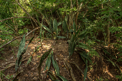 Sansevieria
