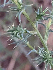 Salsola australis