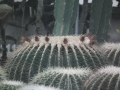 Kroenleinia grusonii