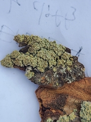 Hypocenomyce scalaris