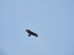 Pernis ptilorhynchus