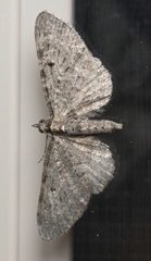 Eupithecia tripunctaria