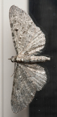 Eupithecia tripunctaria