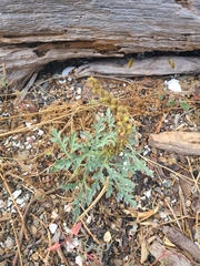 Ambrosia chamissonis