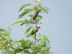 Pycnonotus sinensis formosae