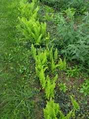 Polypodium