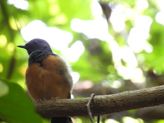 Copsychus malabaricus