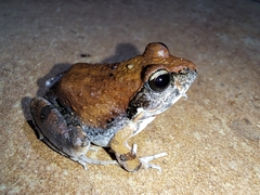 Tomopterna natalensis