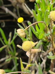 Cotula coronopifolia