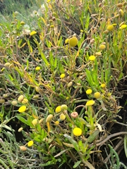 Cotula coronopifolia