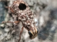 Nessiara centralis