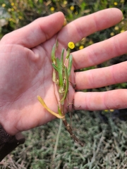 Cotula coronopifolia