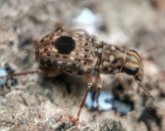Nessiara centralis