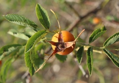 Rosa lupulina