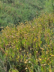 Cotula coronopifolia