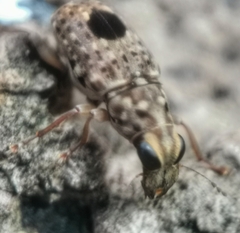 Nessiara centralis