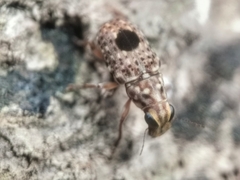 Nessiara centralis