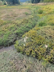 Cotula coronopifolia