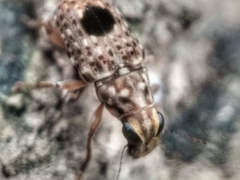 Nessiara centralis