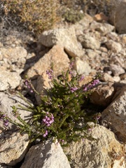 Erica manipuliflora